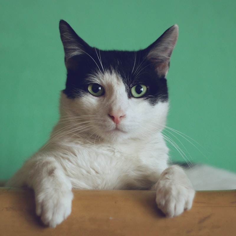 Mia