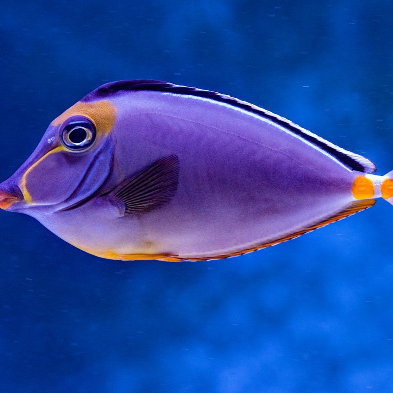 Bubulle