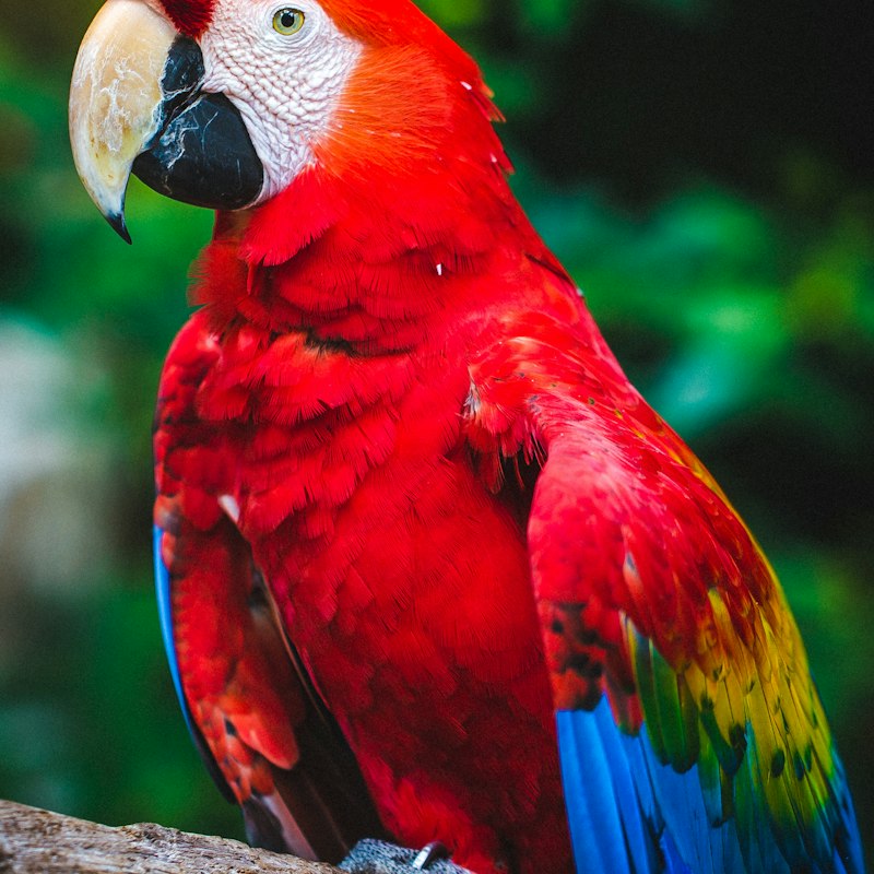 Coco