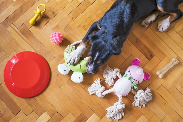 Lot de jouets interactifs